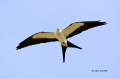 Swallow-tailed-Kite;Elanoides-forficatus;Kite;Flying-bird;action;aloft;behavior;